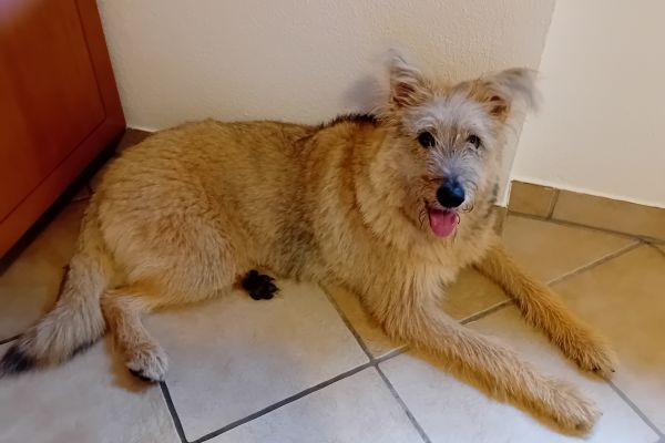 Cucciola cerca casa cucciolacercacasa123.jpg
