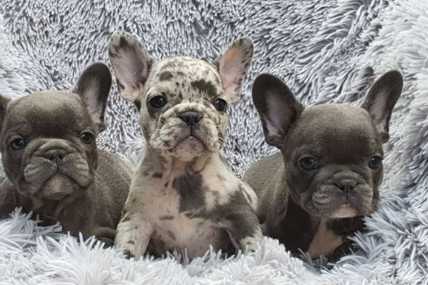 Bulldog francesi esotici bulldogfrancesiesotici.jpeg
