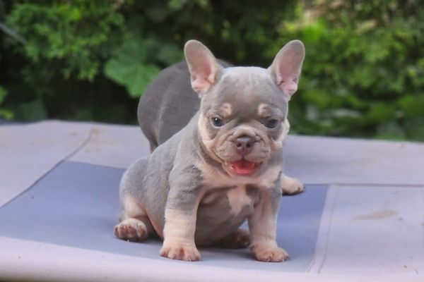 Bulldog francesi esotici bulldogfrancesiesotici1.jpeg