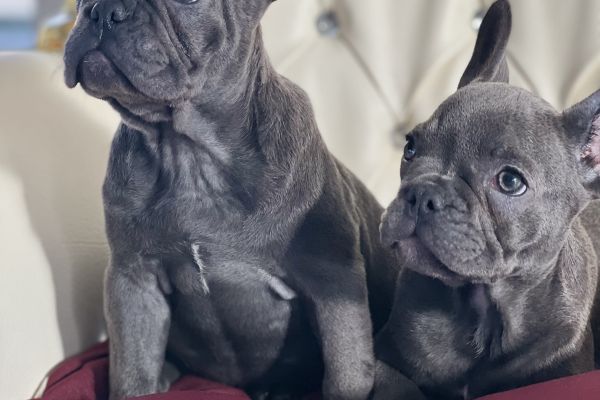 Bulldog francesi esotici bulldogfrancesiesotici12.jpeg