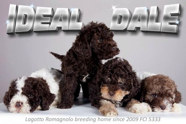 Lagotto Romagnolo cuccioli lagottoromagnolocuccioli.jpg