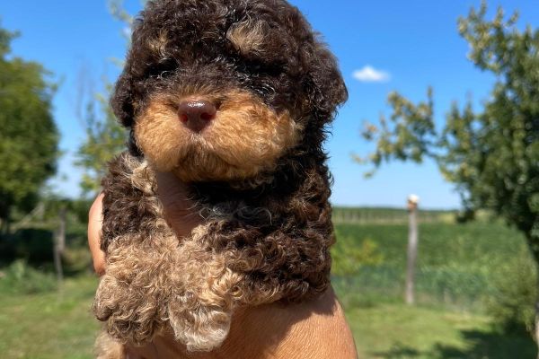 Lagotto Romagnolo cuccioli lagottoromagnolocuccioli123456.jpg