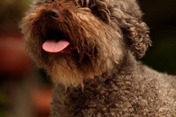 Lagotto Romagnolo cuccioli lagottoromagnolocuccioli12345678.jpg