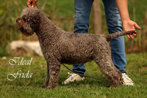 Lagotto Romagnolo cuccioli lagottoromagnolocuccioli123456789.jpg