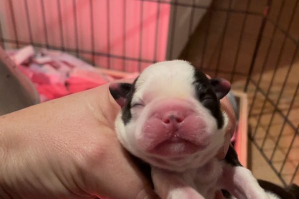 Disponibili Cuccioli di Boston Terrier disponibilicucciolidibostonter.jpg