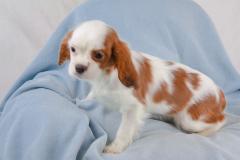 Cavalier King maschio Bianco Arancio CavalierKingmaschioBiancoArancio.jpg