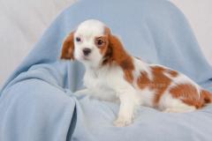 Cavalier King maschio Bianco Arancio CavalierKingmaschioBiancoArancio1.jpg