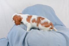 Cavalier King maschio Bianco Arancio CavalierKingmaschioBiancoArancio12.jpg