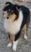 Pastore Scozzese Collie 451975a.jpg