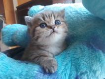 Stupendi Scottish Fold e Scottish Straight StupendiScottishFoldeScottishStraight.jpg