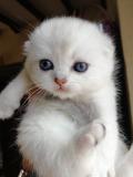 Stupendi Scottish Fold e Scottish Straight StupendiScottishFoldeScottishStraight1.jpg