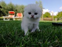 Stupendi Scottish Fold e Scottish Straight StupendiScottishFoldeScottishStraight12.jpg