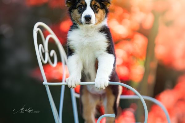 Meravigliosi cuccioli australian shepherd meravigliosicuccioliaustralian-681b24be59793.jpeg