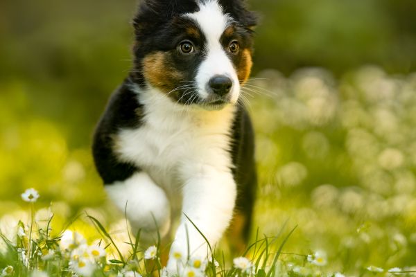 Meravigliosi cuccioli australian shepherd meravigliosicuccioliaustralian-681b24ca8ae32.jpeg