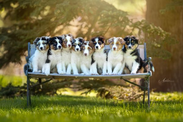 Meravigliosi cuccioli australian shepherd meravigliosicuccioliaustralian-681b24d1d7de1.jpeg