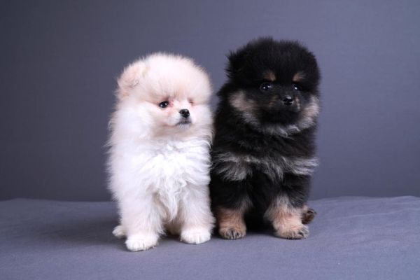 Spitz toy volpino di pomerania cuccioli spitztoyvolpinodipomeraniacucc.jpg