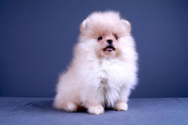 Spitz toy volpino di pomerania cuccioli spitztoyvolpinodipomeraniacucc1.jpg