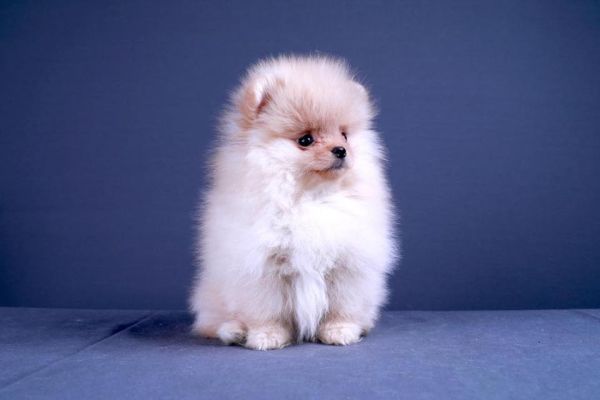 Spitz toy volpino di pomerania cuccioli spitztoyvolpinodipomeraniacucc12.jpg