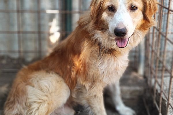 Simba un cuore spezzato in cerca di casa simbauncuorespezzatoincercadic12.jpg