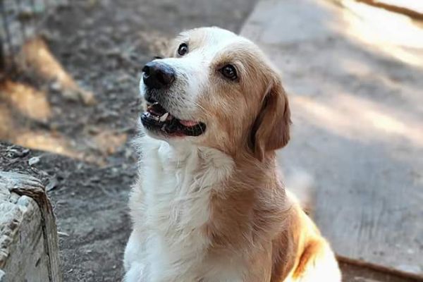 Simba un cuore spezzato in cerca di casa simbauncuorespezzatoincercadic123.jpg