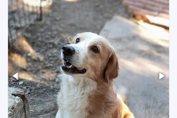 Simba un cuore spezzato in cerca di casa simbauncuorespezzatoincercadic123456.jpg