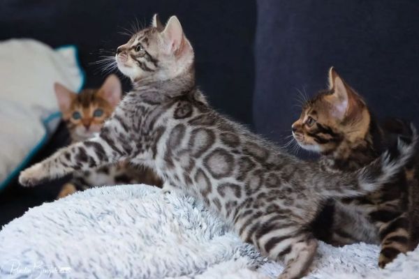 Bellissimi cuccioli del bengala con pedigree bellissimicucciolidelbengalaco12.jpeg