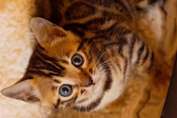 Bellissimi cuccioli del bengala con pedigree bellissimicucciolidelbengalaco123.jpeg