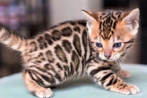 Bellissimi cuccioli del bengala con pedigree bellissimicucciolidelbengalaco1234.jpeg