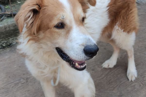 Leo giovane cane maschio in adozione leogiovanecanemaschioinadozion.jpg