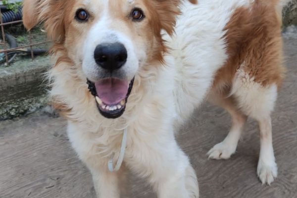 Leo giovane cane maschio in adozione leogiovanecanemaschioinadozion1.jpg