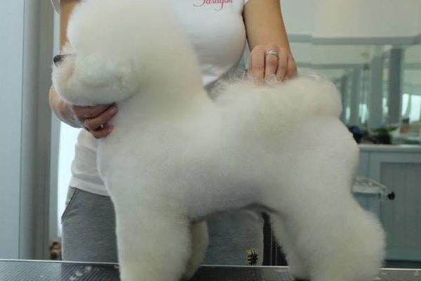 Bichon Frise cuccioli bichonfrisecuccioli1.jpg