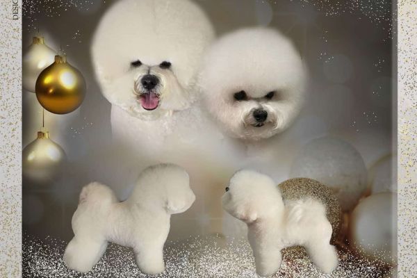 Bichon Frise cuccioli bichonfrisecuccioli123.jpg