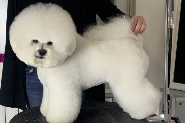 Bichon Frise cuccioli bichonfrisecuccioli1234.jpg