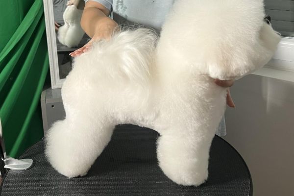 Bichon Frise cuccioli bichonfrisecuccioli12345.jpg