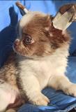 Chihuahua Chihuahua.jpg