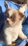 Chihuahua Chihuahua1.jpg