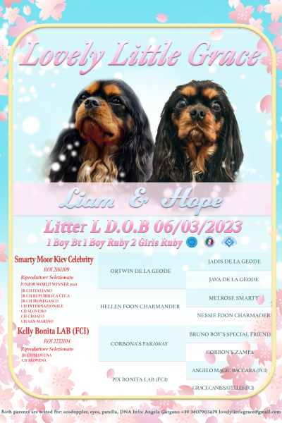 ALLEVAMENTO CAVALIER KING CHARLES SPANIEL allevamentocavalierkingcharles.png