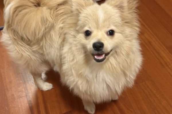 Volpino volpino.jpeg