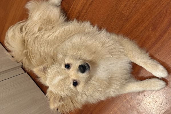 Volpino volpino1.jpeg