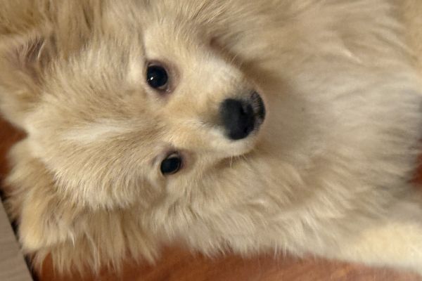 Volpino volpino12.jpeg