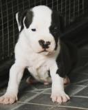 AMERICAN STAFFORDSHIRE TERRIER AMERICANSTAFFORDSHIRETERRIER-5c0ce80084b04.jpg