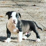 AMERICAN STAFFORDSHIRE TERRIER AMERICANSTAFFORDSHIRETERRIER-5c0ce80eb64ee.jpg