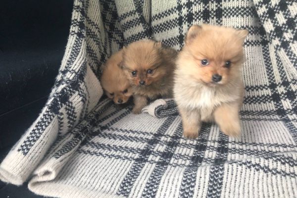 Pomerania toy fulvi e neri cuccioli pomeraniatoyfulvienericuccioli.jpg