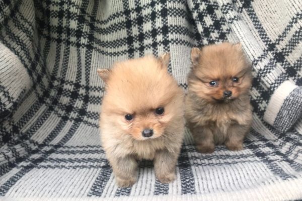 Pomerania toy fulvi e neri cuccioli pomeraniatoyfulvienericuccioli12.jpg