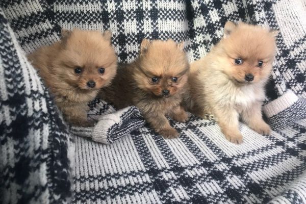 Pomerania toy fulvi e neri cuccioli pomeraniatoyfulvienericuccioli123.jpg