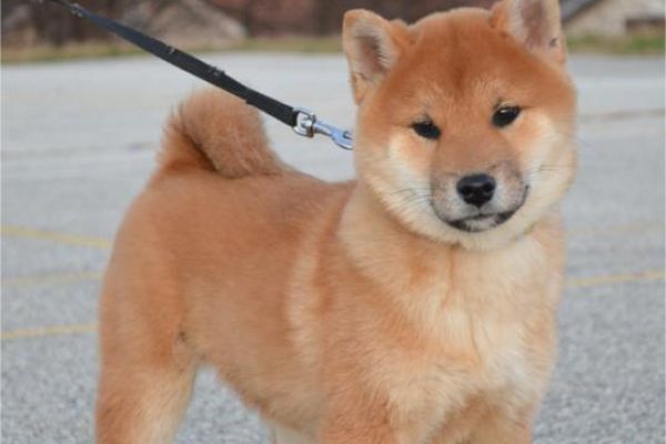 Shiba Inu cuccioli in vendita shibainucuccioliinvendita.jpg