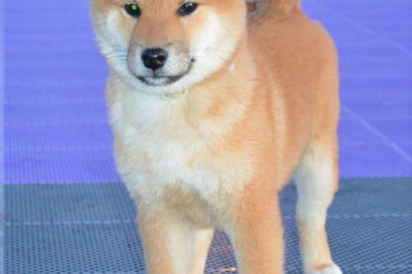 Shiba Inu cuccioli in vendita shibainucuccioliinvendita123.jpg