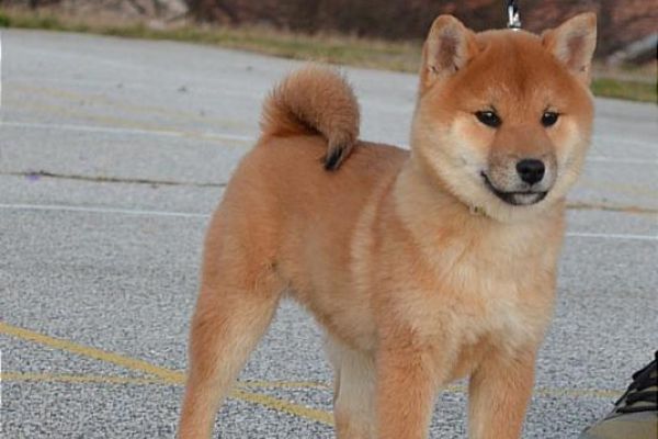 Shiba Inu cuccioli in vendita shibainucuccioliinvendita123456.jpg
