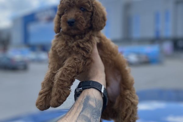 Barboncino nano cuccioli barboncinonanocuccioli1.jpg