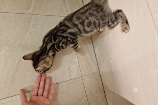 Mix bengal mixbengal.jpg